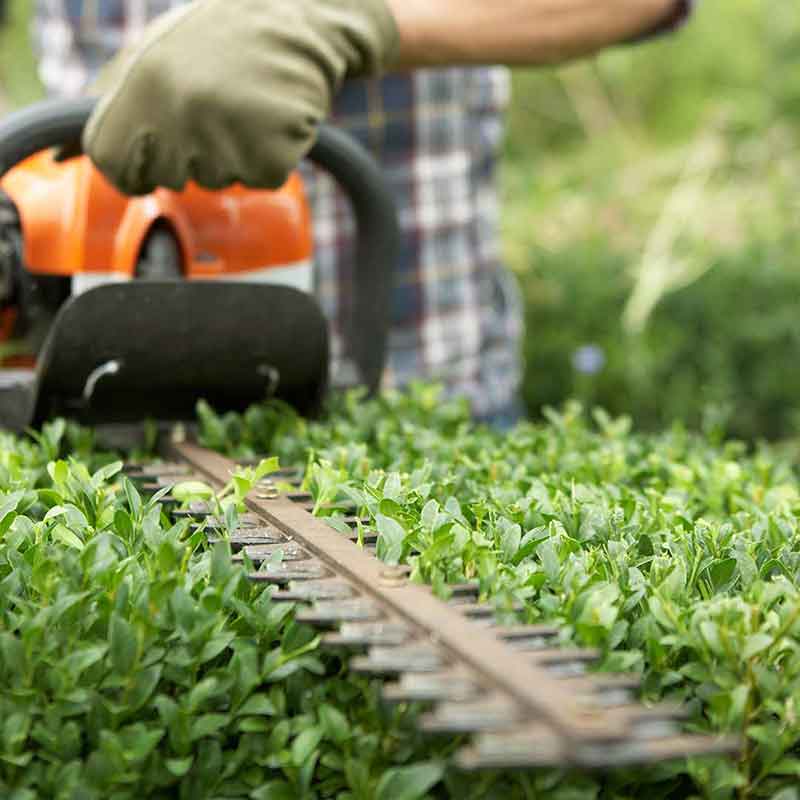 Hedge and shrub trimming for clean, shaped hedges.