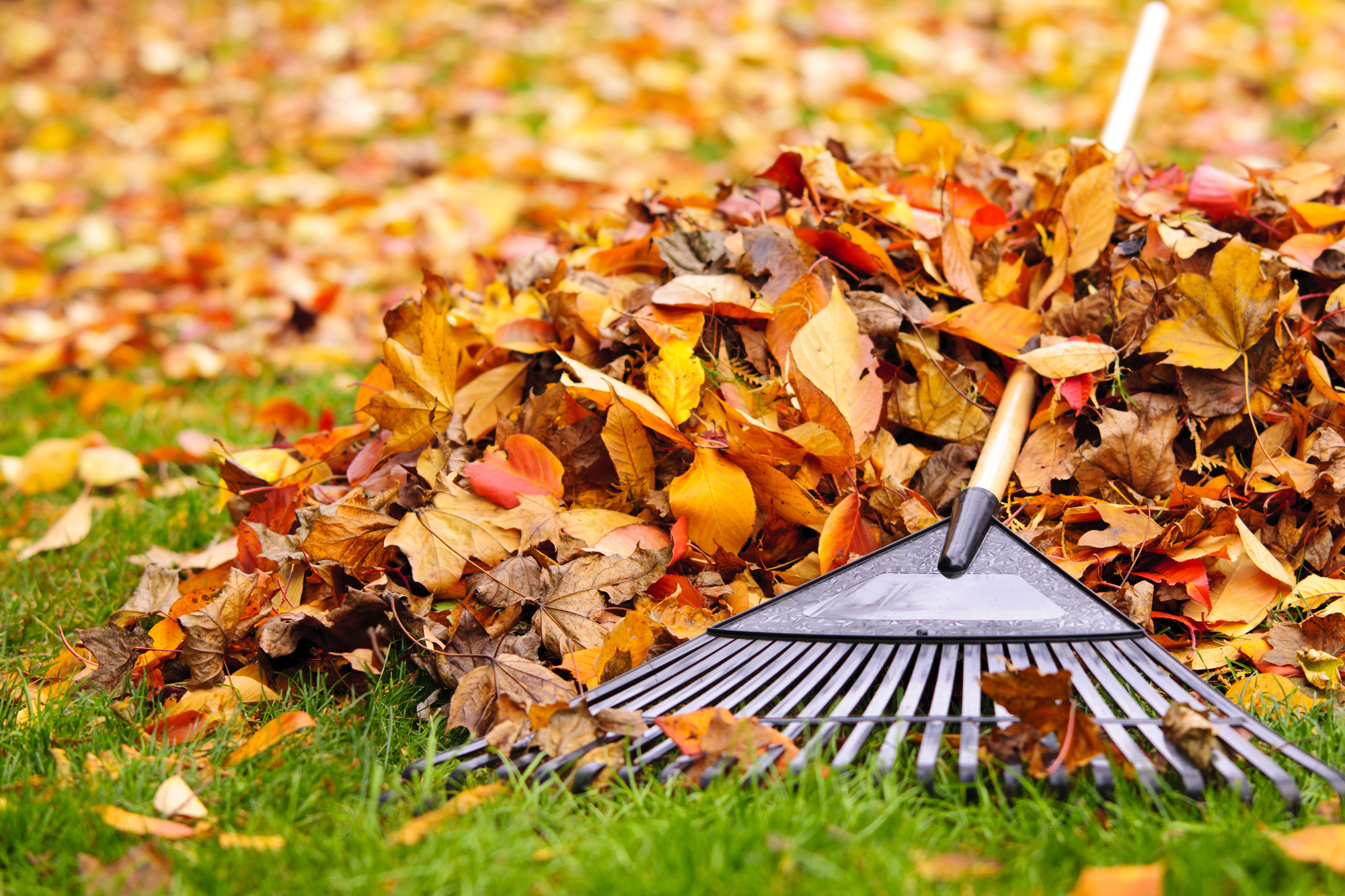 Seasonal leaf and debris cleanup to prepare your yard.