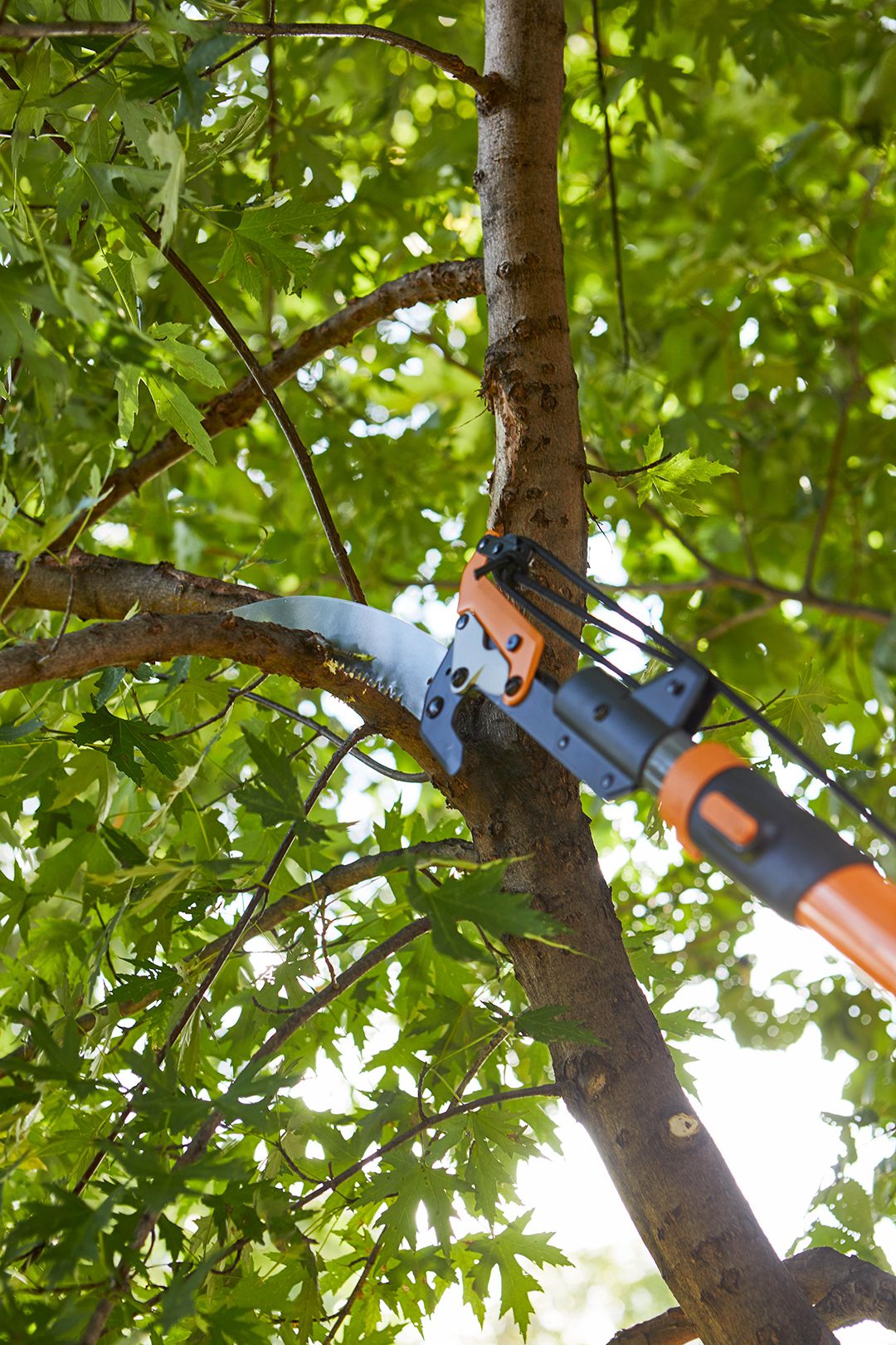 Pruning small ornamental trees safely and professionally.